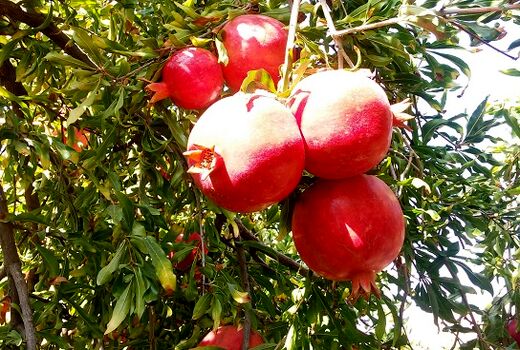عملیات برداشت انار از سطح ۱۳۰ هکتار از باغات شاهرود آغاز شد