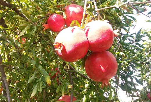 برداشت یاقوت سرخ از باغات شهرستان آرادان