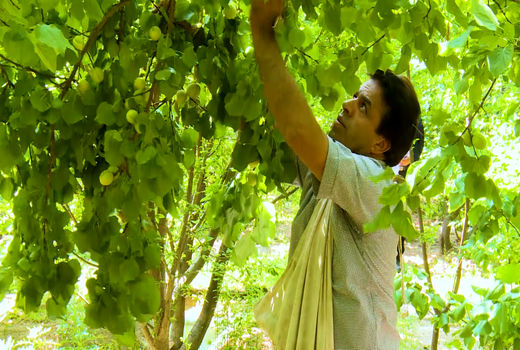 آغاز برداشت آلوچه در کاشان