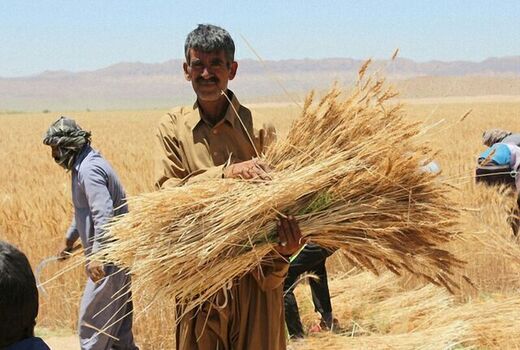 برداشت محصول و افزایش مشکلات گندمکاران؛ دیم‌کاران کردستانی حمایت شوند
