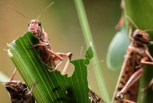 ۲،۵ میلیون هکتار از اراضی کشاورزی تحت پوشش مبارزه با آفات قرار می‌گیرند