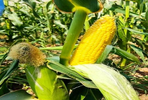 تولید 2100 تن ذرت شیرین در فیروزآباد