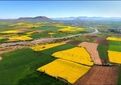  گندم همچنان محصول اول مزارع کشور