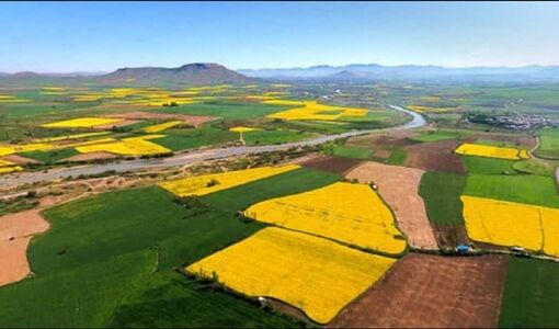  گندم همچنان محصول اول مزارع کشور