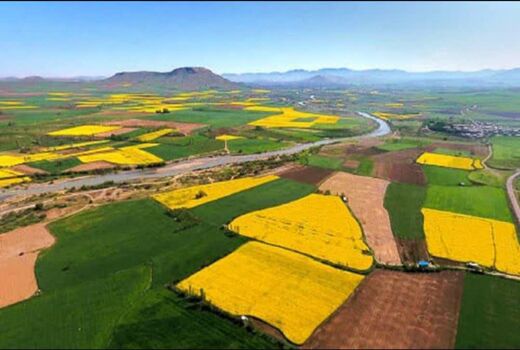  گندم همچنان محصول اول مزارع کشور