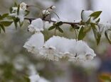 توصیه‌هایی برای باغداران و گلخانه داران برای مقابله با یخبندان