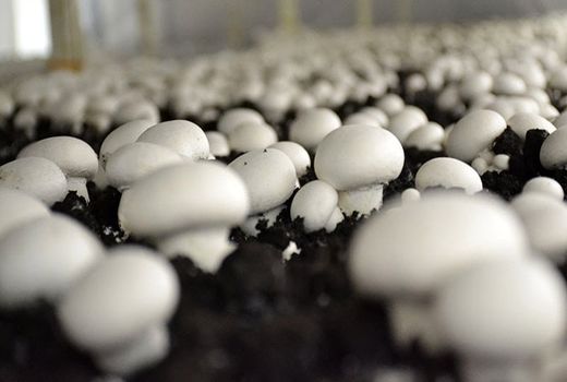 کاهش 50 درصدی قیمت قارچ دکمه‌ای در چهارمحال و بختیاری 