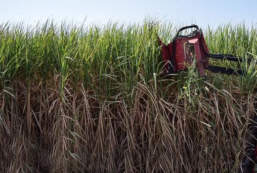 حذف ۵۰ درصد کشت نیشکر برای حداقل کشت کشاورزان الزامی است