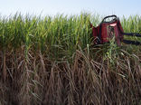 حذف ۵۰ درصد کشت نیشکر برای حداقل کشت کشاورزان الزامی است