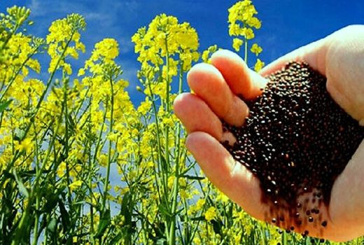آغاز برداشت کلزا  از مزارع شهرستان خداآفرین