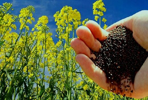 آغاز برداشت کلزا  از مزارع شهرستان خداآفرین