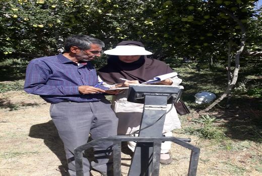 کیل گیری سیب درختی از باغ 13هکتاری در دماوند