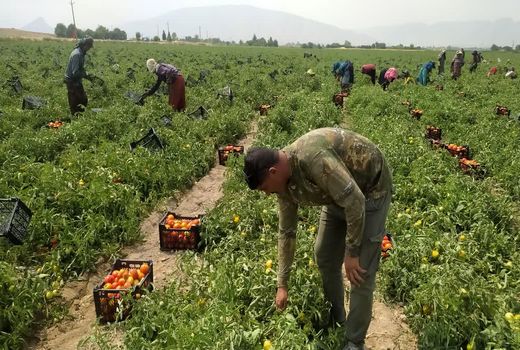 صادرات 865 تن گوجه فرنگی فیروزآباد به خارج کشور