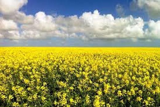 پیش‌بینی برداشت 63 هزار تن کلز در قطب کلزای کشور