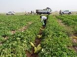 برداشت محصولات جالیزی از ۳۲۰ هکتار جالیز شهرستان طبس
