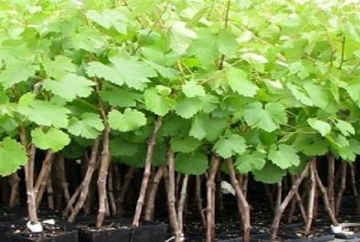 ۲۶ هزار اصله نهال انگور دیم در کیار توزیع شد