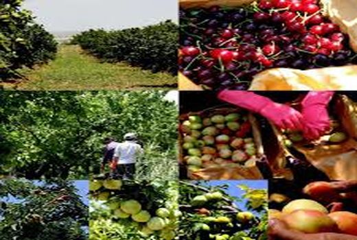 برداشت 15 تن انار در واحد سطح 