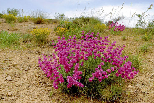 ۱۶۴ هکتار از اراضی خراسان شمالی به کشت گیاهان دارویی اختصاص یافت 