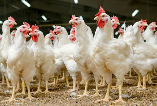 اعلام جزییات بسته حمایتی و ترویجی احیای مرغ نژاد آرین