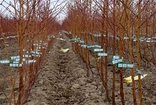 کاشت نهال مقاوم به سرما  در باغات استان  قزوین
