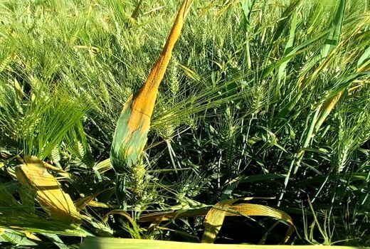 مبارزه با بیماری‌های غلات در مزارع بیضا ادامه دارد