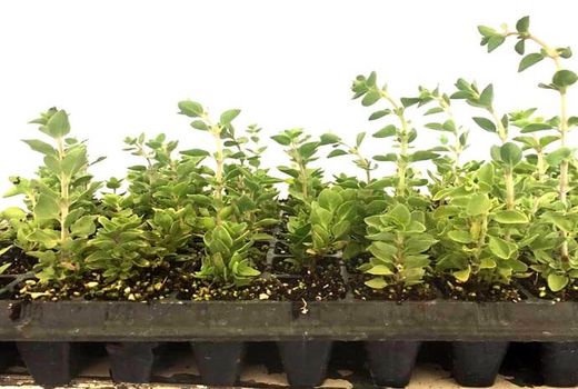 تولید نشای آویشن شیرازی برای اولین بار در کشور 