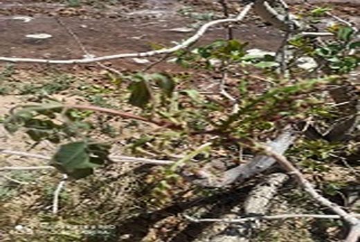 سفر گروه کارشناسی وزارت جهاد کشاورزی به کرمان جهت بازدید از باغات خسارت دیده ناشی از سرمای بهاره