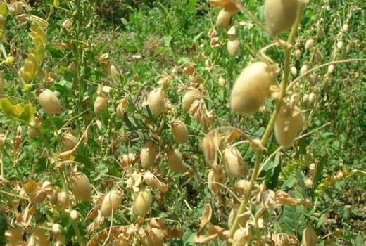کشت نخود علوفه ای در ۵۰ هکتار از مزارع کشاورزی شهرستان البرز