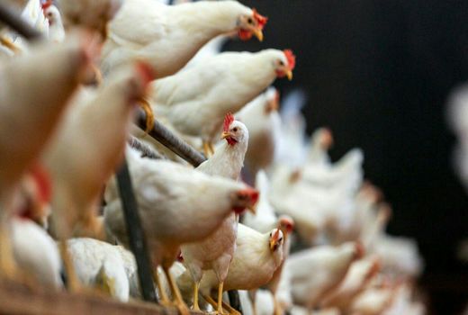 واردکنندگان پیش‌پرداخت خرید مرغ‌داران را بازگرداندند 