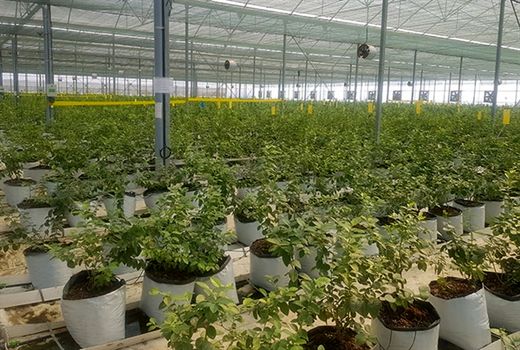 بهره برداری از گلخانه 20 هکتاری در استان گیلان با حمایت بانک کشاورزی