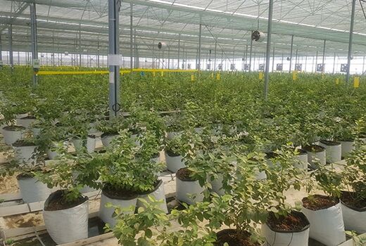 بهره برداری از گلخانه 20 هکتاری در استان گیلان با حمایت بانک کشاورزی