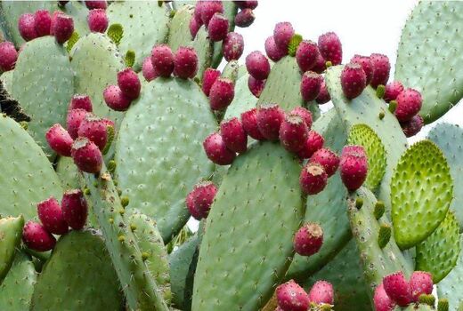 کشت کاکتوس آپونتیا برای اولین بار در بیضاء