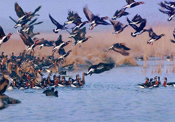 آمادگی مقابله با آنفلوانزای فوق حاد پرندگان در چهارمحال و بختیاری
