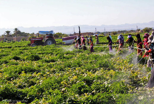 اعطای «پروانه کاربرد کد حد مجاز آلاینده‌ها در محصولات کشاورزی» به فارس