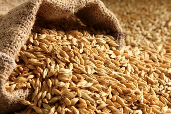 آغاز خرید تضمینی گندم در همدان