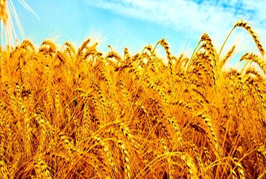 خرید تضمینی ۱۲۱ هزار تن گندم از کشاورزان اصفهانی