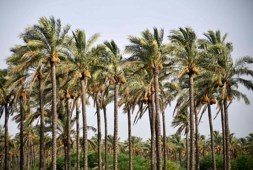 سهم 14 درصدی ایران از تولید خرما/ جایگاه صادراتی خرمای ایران تقویت شود