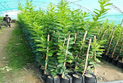 از ورود نهال‌های بدون گواهی بهداشت و تایید شده جلوگیری می شود