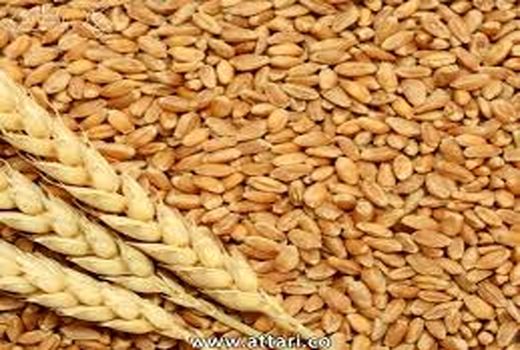 اجرای دو طرح تحقیقاتی علمی برای بهبود تولید گندم در بوشهر