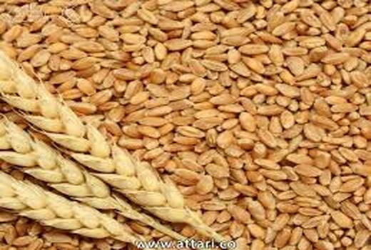 اجرای دو طرح تحقیقاتی علمی برای بهبود تولید گندم در بوشهر