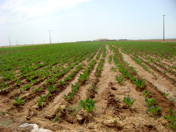 1400 هکتار از اراضی کشاورزی استان قزوین به زیر کشت چغندر قند رفت 