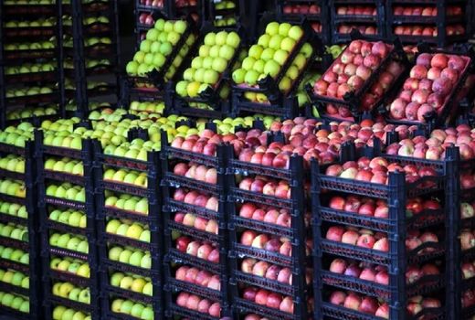 ذخیره سازی میوه شب عید در چهارمحال و بختیاری