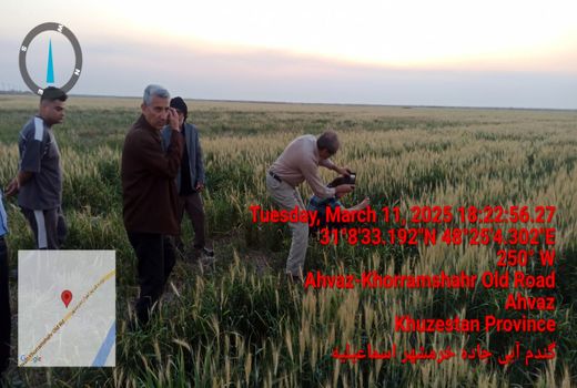 حضور به موقع صندوق بیمه کشاورزی در مزارع خسارت‌دیده خوزستان؛ پرداخت غرامت‌ها در انتظار تأمین اعتبار

