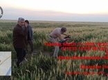 حضور به موقع صندوق بیمه کشاورزی در مزارع خسارت‌دیده خوزستان؛ پرداخت غرامت‌ها در انتظار تأمین اعتبار

