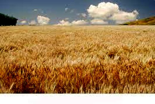 تاکید بر لزوم مدیریت تغذیه بهینه مزارع گندم در دیم زارهای استان 