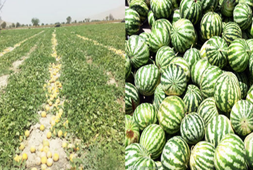  پایان برداشت هندوانه و شمام در پارسیان