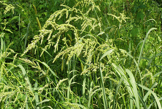  مبارزه با علف‌های هرز در مزارع گندم خرمشهر