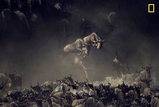 حیات‌وحش در رود مارای تانزانیا 