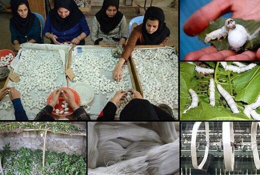 آموزش نوغانداری در سال ۱۴۰۶ نتیجه‌محور می‌شود
