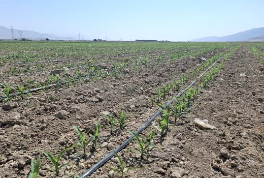 طرح نوین کشت ذرت در شهرستان کازرون اجرا شد